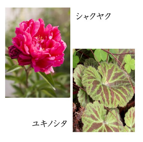 生薬ワークショップ