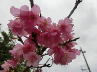 桜と野球