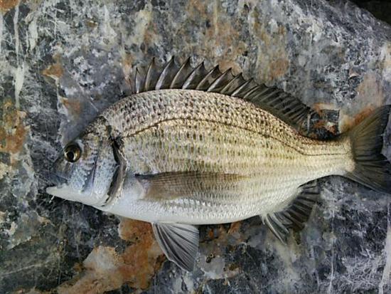 エビテンと幻の魚