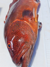 新鮮魚つかみ取り大会