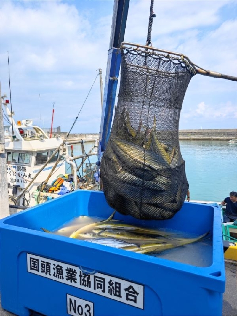 マンビカー豊漁