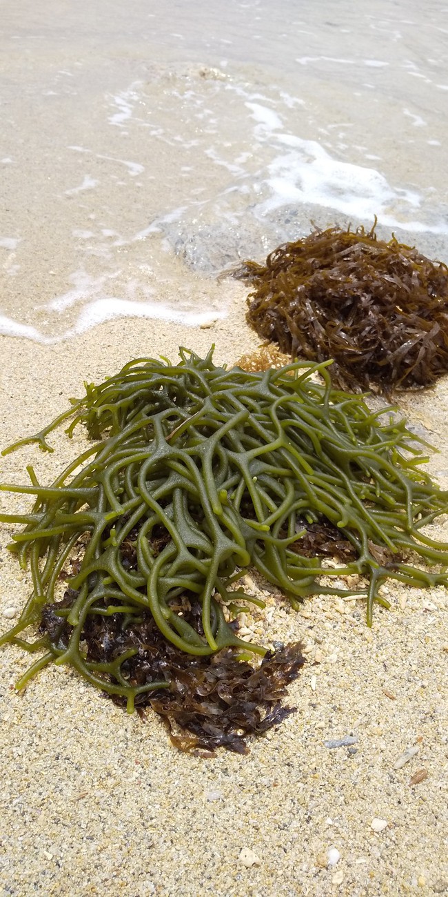 はぃ 生きてる 草刈り ミル まるでオブジェのような海藻 自然の神秘