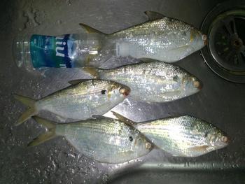 釣果