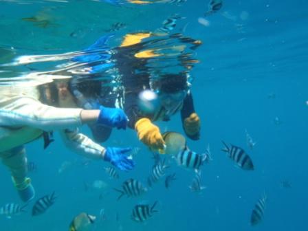 沖縄サンゴの海でシュノーケリング画像