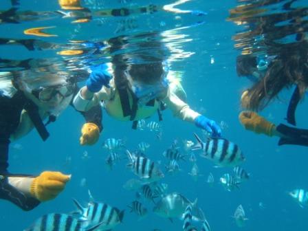 沖縄サンゴの海でシュノーケリング画像