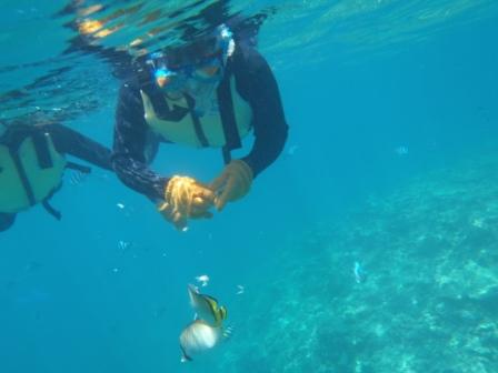 沖縄サンゴの海でシュノーケリング画像