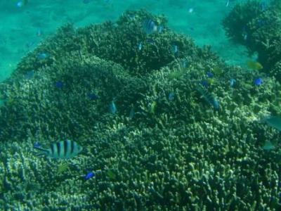 沖縄サンゴの海