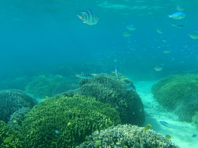 沖縄サンゴの海