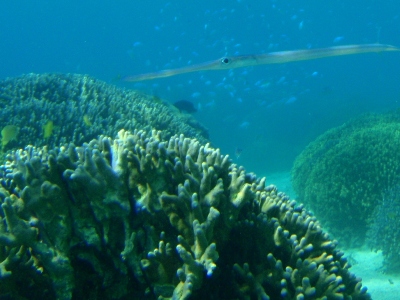 沖縄サンゴの海