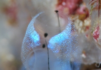 海の中の琉球ガラス
