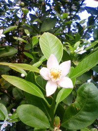シークヮーサーの花 2009/03/19 18:38:11