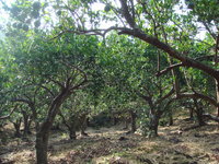 シークヮーサーの収穫風景 2008/10/31 15:03:20