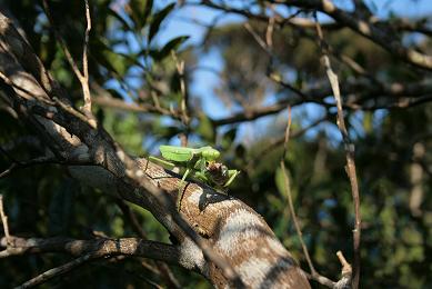 カマキリさん、お食事中、すみません。