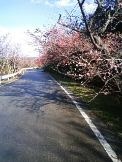 １月２２日の八重岳さくら情報