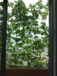 ゴーヤーカーテン 2011/10/28 23:21:50