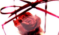 楽音～ラクーン～