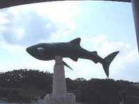 美ら海水族館Ⅱ・出会いとふれあい旅・3度目の沖縄④