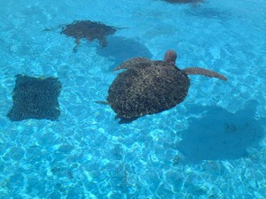 美ら海水族館Ⅱ・出会いとふれあい旅・3度目の沖縄④