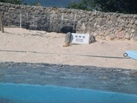 美ら海水族館Ⅱ・出会いとふれあい旅・3度目の沖縄④