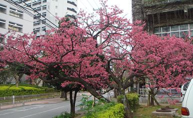 職場の桜