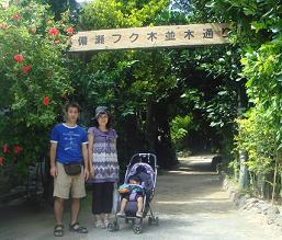 備瀬フク木並木通り