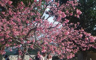 今帰仁城跡の桜