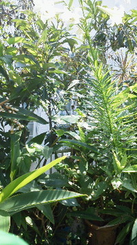 ゆりの花 2012/05/12 07:12:13