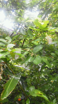 雨の朝 2012/05/21 04:21:32