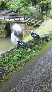 龍潭のカモ？ 2012/05/31 21:06:16