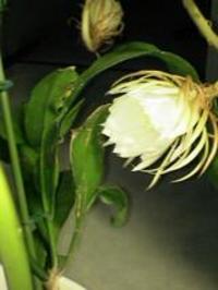 月下美人♪ 2005/08/29 14:18:23