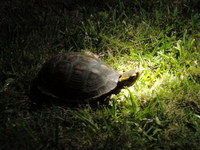 セマルハコガメ 2008/05/02 20:56:16