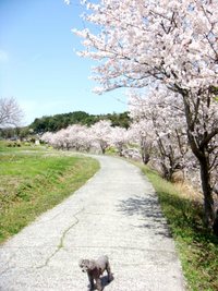 桜と春と夏 2008/04/11 12:49:02