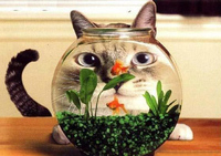 猫にごはん
