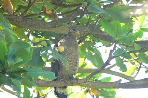 カンムリワシの朝食