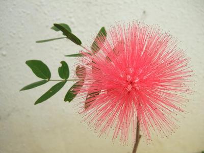 パフと呼ばれる花