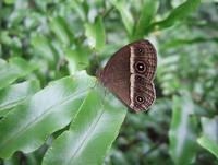 雨が似合うチョウ 2006/02/24 18:44:26