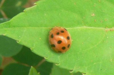 Ladybird