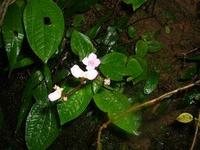 西表島の山中で見つけた花 2005/10/05 22:12:12
