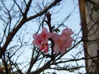 寒緋桜（かんひざくら）　開花!!