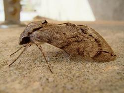 腕立て伏せをする蛾