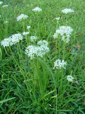 ニラの花って見たことある？