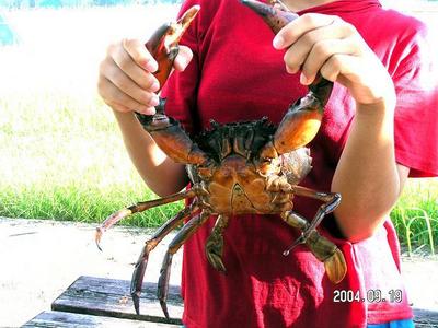 巨大ガニを食べる
