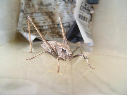 タイワンクツワムシが異常？発生