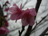 桜が咲き始めました！！ 2008/01/28 16:34:53