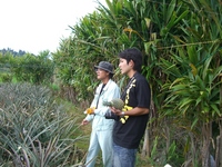 スナックパイン農家さん取材 2008/04/20 23:24:14