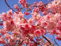 今帰仁グスク桜まつり！終了しました～！ 2011/02/07 11:01:04
