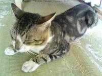 宿猫 2008/07/16 19:03:37