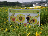 ひまわり畑の真ん中で♪ 2010/01/18 16:17:35