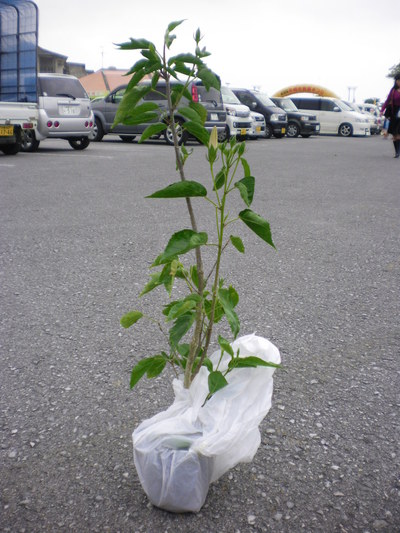 沖縄市産業まつり