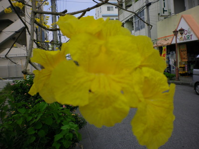 イペー